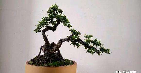 小叶鼠李盆景怎么上盆修剪的方法