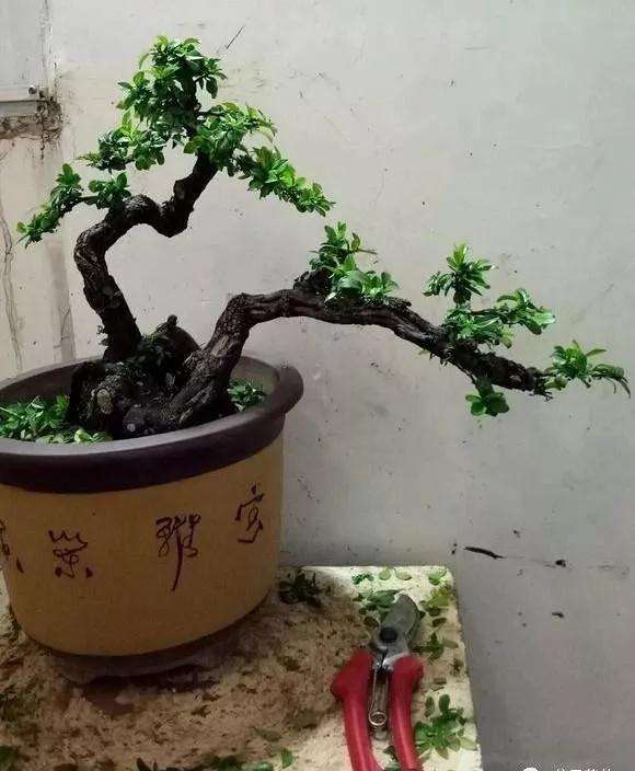 小叶鼠李盆景怎么上盆修剪的方法