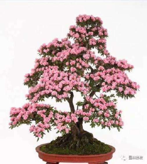 夏季怎么修剪杜鹃花盆景的方法