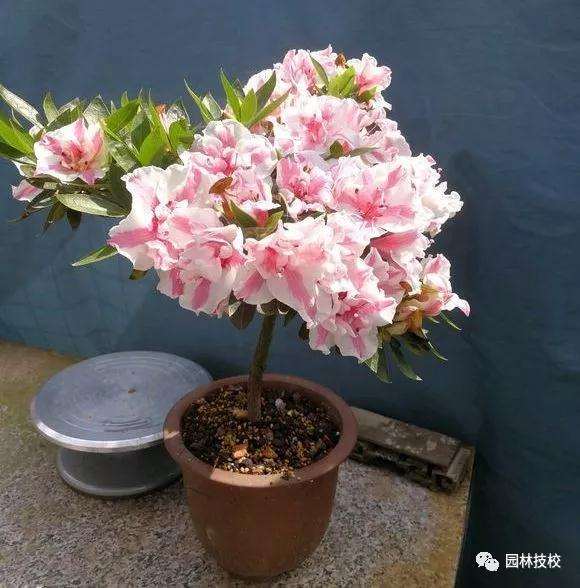 夏季怎么修剪杜鹃花盆景的方法
