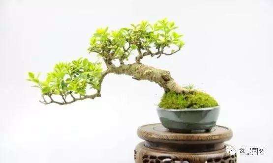 如何让盆景快速生苔藓的方法