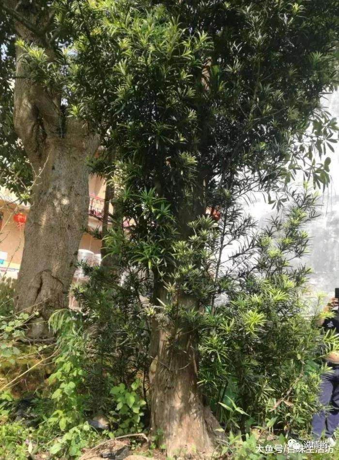 一棵罗汉松盆景养几年