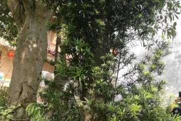 一棵罗汉松盆景养几年 轻松就卖4万元