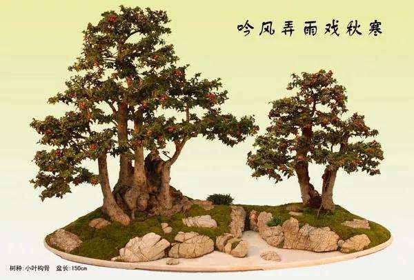 制作盆景怎么挑选树桩的方法