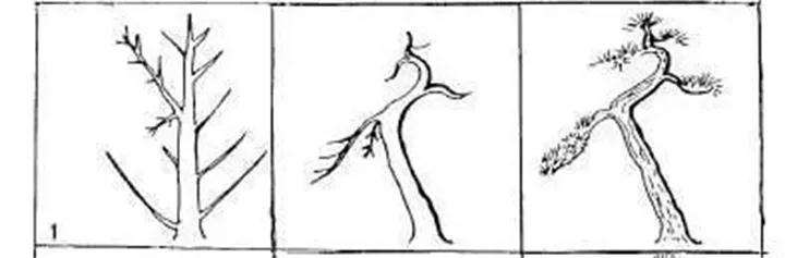 图解 盆景枝条怎么造型的方法