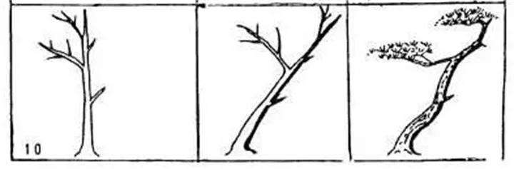 图解 盆景枝条怎么造型的方法