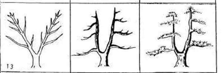 图解 盆景枝条怎么造型的方法