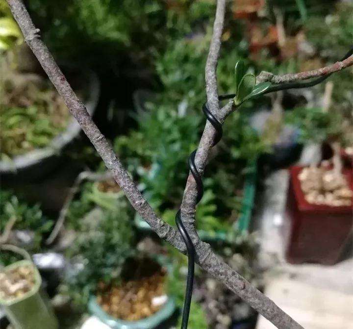 图解 盆景枝条怎么造型的方法