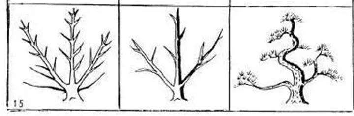 图解 盆景枝条怎么造型的方法