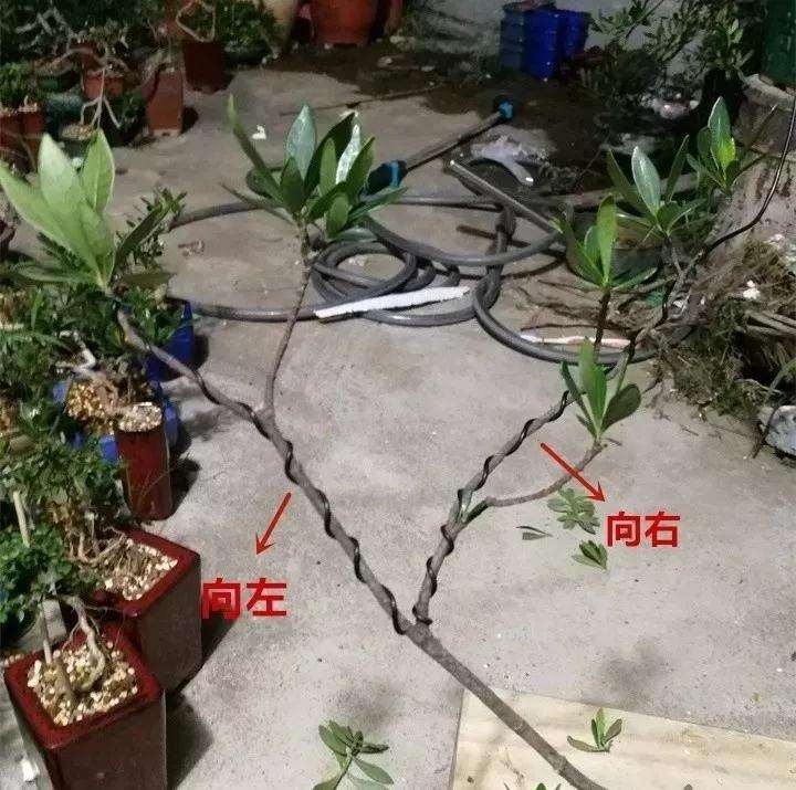 图解 盆景枝条怎么造型的方法