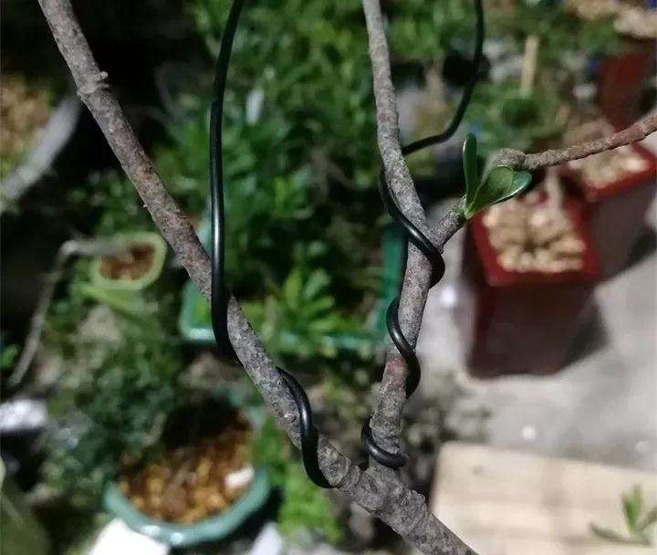 图解 盆景枝条怎么造型的方法