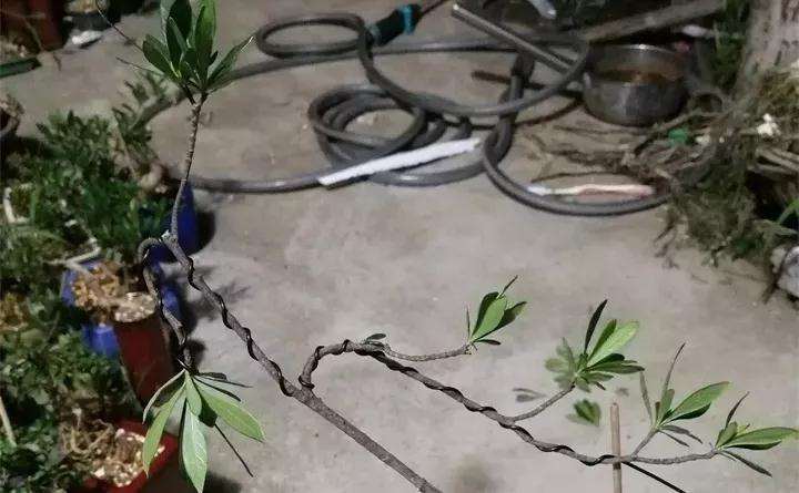 图解 盆景枝条怎么造型的方法