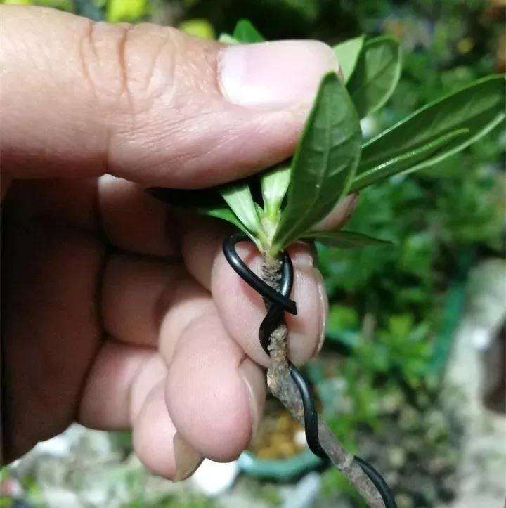 图解 盆景枝条怎么造型的方法