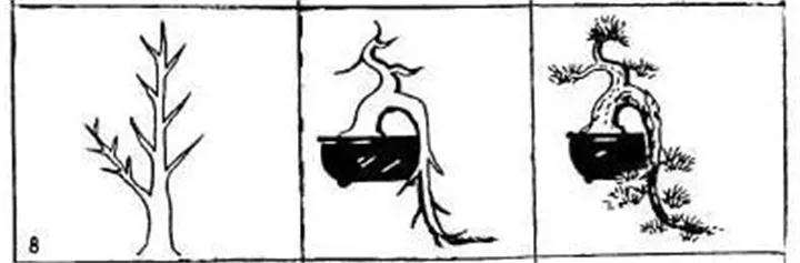 图解 盆景枝条怎么造型的方法