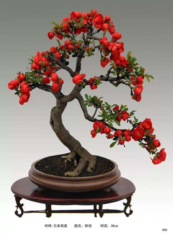 夏季盆景怎么浇水养护的方法