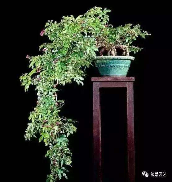 为什么悬崖式盆景是典型的动势盆景