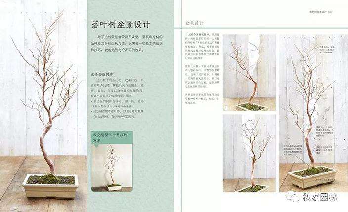 图解盆景鉴赏制作养护技巧