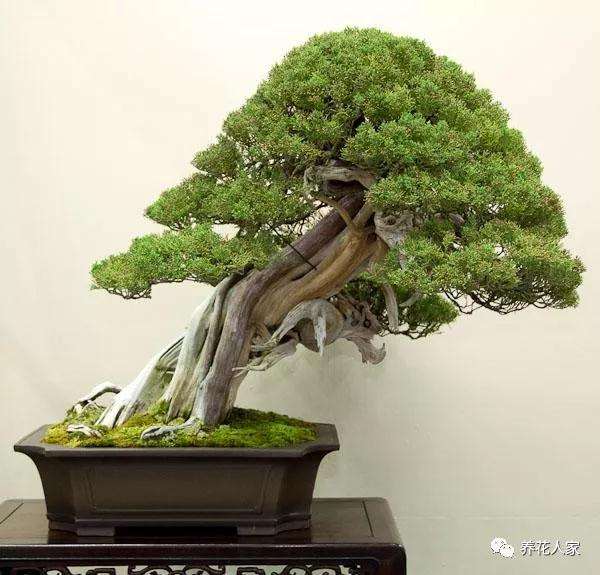 2019年 第8届世界盆景大会