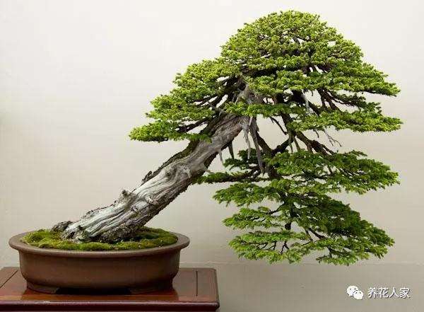 2019年 第8届世界盆景大会