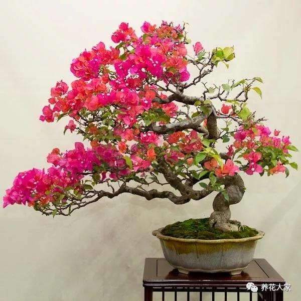 微型盆景怎么浇水扣水的方法