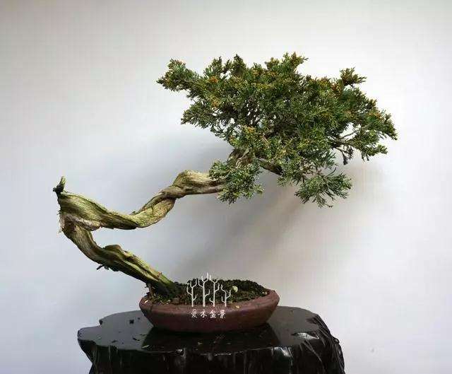 文人柏树盆景怎么整型蟠扎