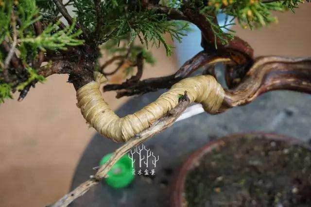 文人柏树盆景怎么整型蟠扎