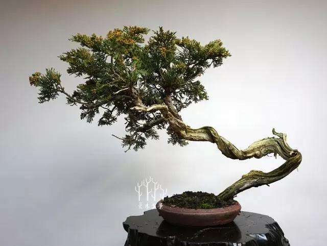 文人柏树盆景怎么整型蟠扎