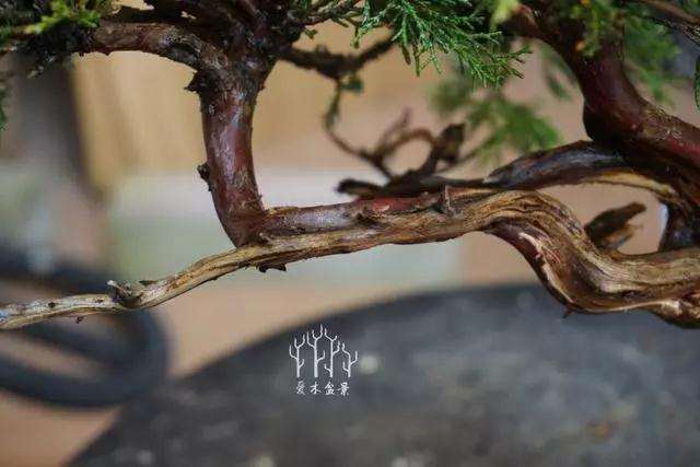 文人柏树盆景怎么整型蟠扎