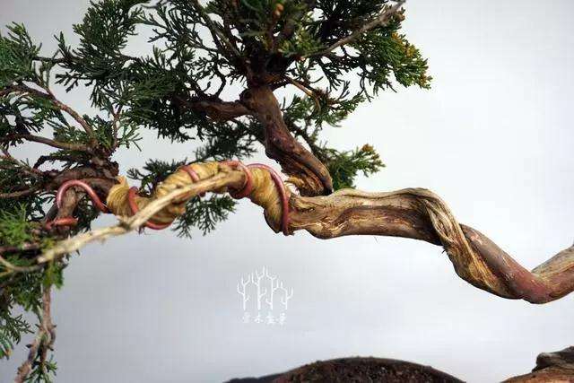 文人柏树盆景怎么整型蟠扎