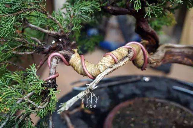 文人柏树盆景怎么整型蟠扎