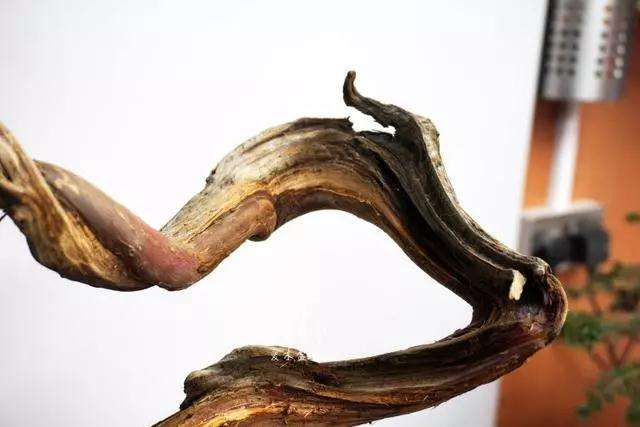 文人柏树盆景怎么整型蟠扎