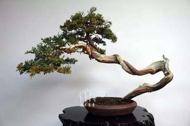 文人柏树盆景怎么整型蟠扎
