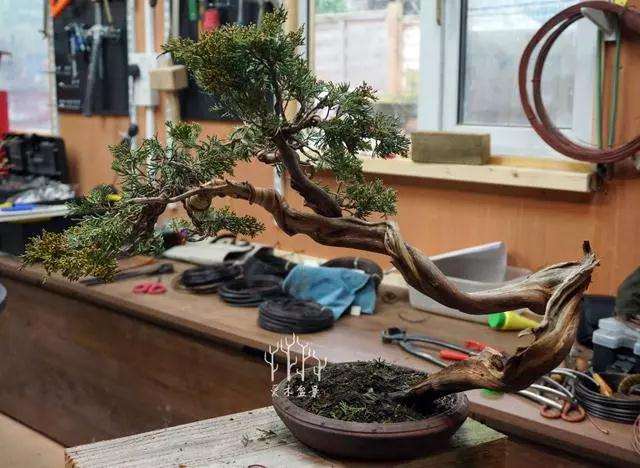 文人柏树盆景怎么整型蟠扎