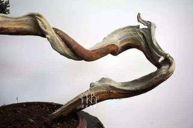 文人柏树盆景怎么整型蟠扎