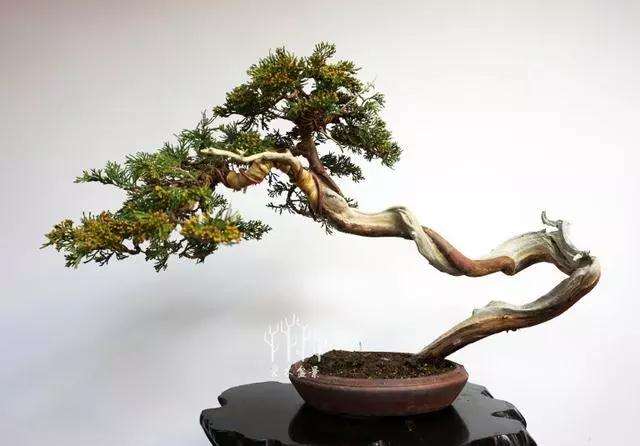 文人柏树盆景怎么整型蟠扎