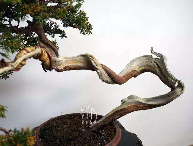 文人柏树盆景怎么整型蟠扎