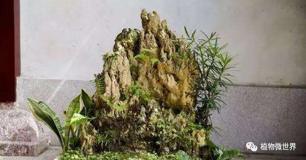 山水盆景怎么制作与摆放技巧