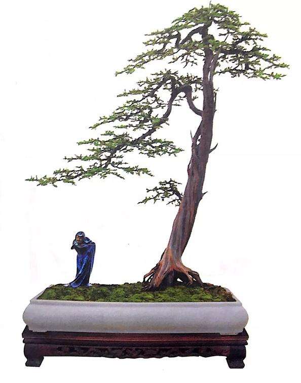 决定文人树盆景怎么浇水的三种情况