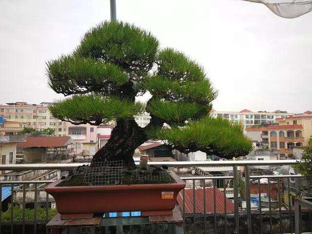 盆景修剪怎么剪除忌枝的方法