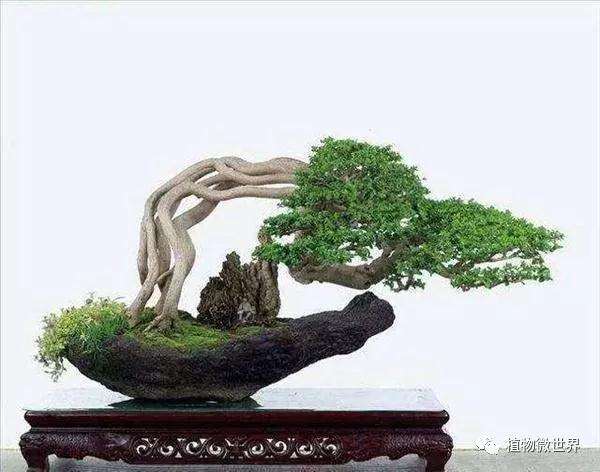 初学盆景制作有什么禁忌