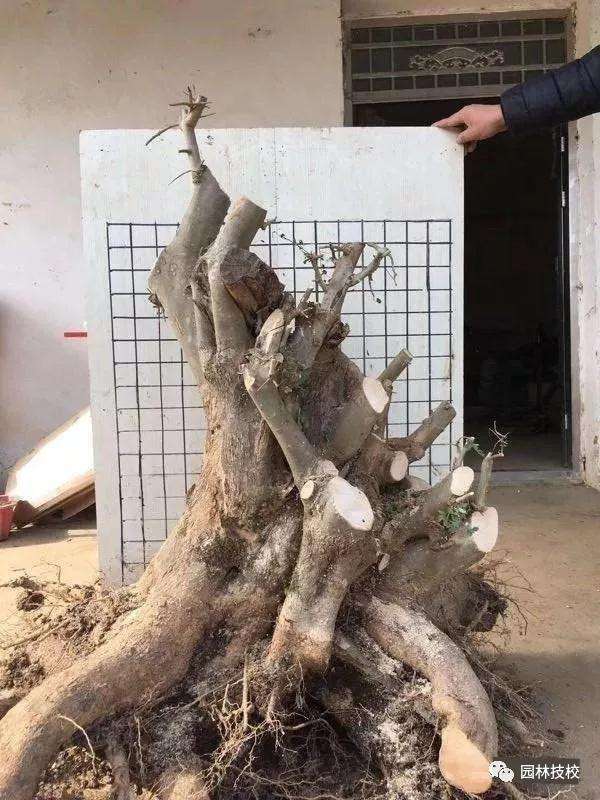 盆景树桩怎么选择的方法
