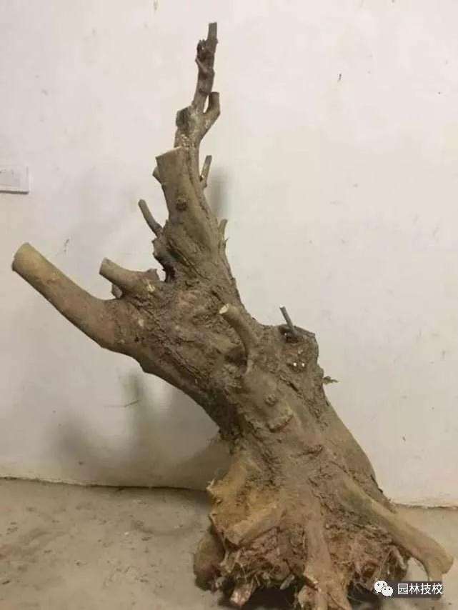 盆景树桩怎么选择的方法