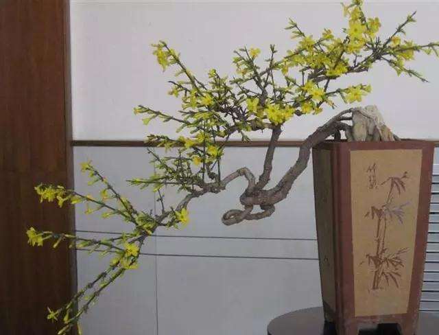迎春花盆景怎么制作悬根露爪的方法
