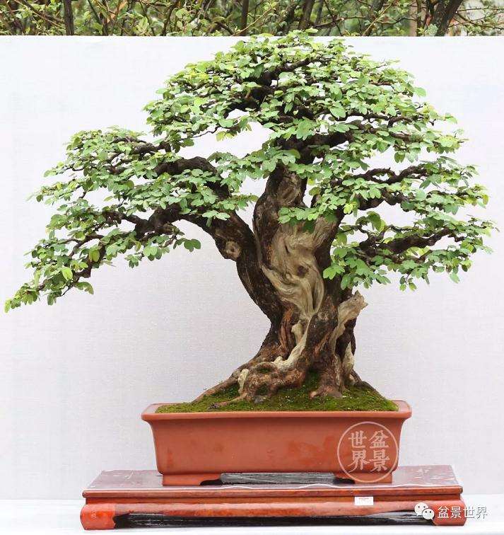 国际盆景协会中国会员展金银铜奖作品