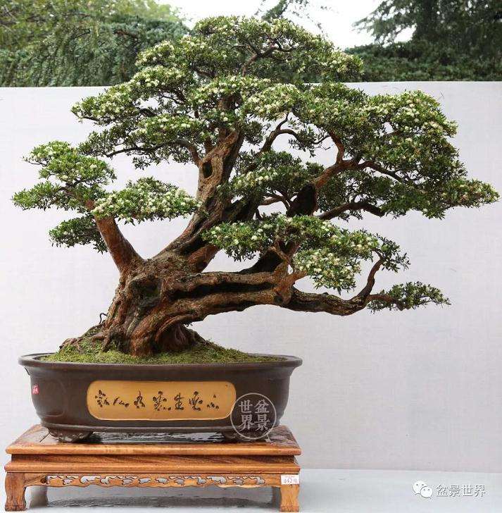 国际盆景协会中国会员展金银铜奖作品