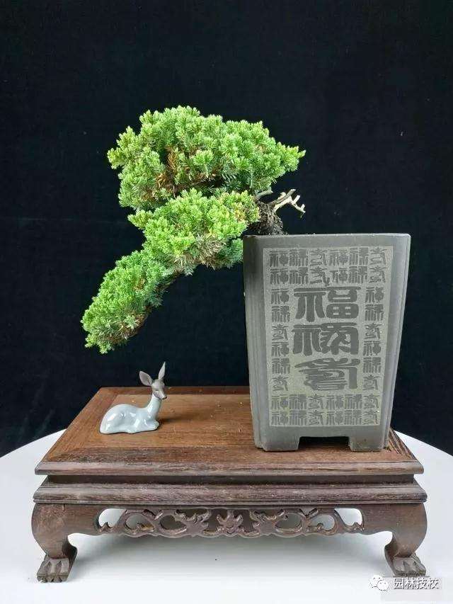 佛山盆景展会掠影