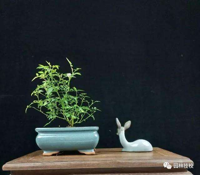 佛山盆景展会掠影