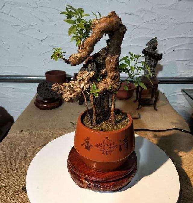 佛山盆景展会掠影