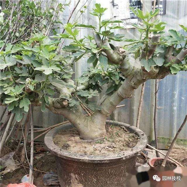 怎么制作无花果盆景树的方法