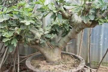 怎么制作无花果盆景树的方法 图片